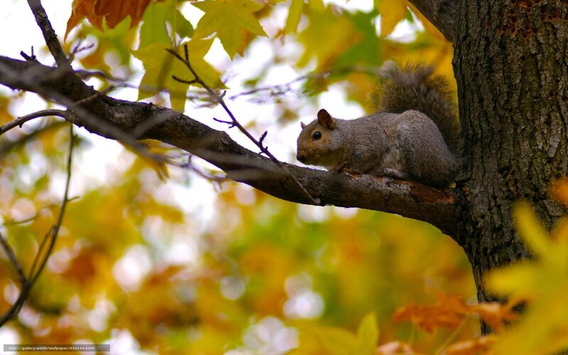 Gray Squirrel on Branch — Yellow