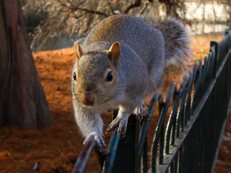 Gray Squirrel on Fence — Alert, Afternoon