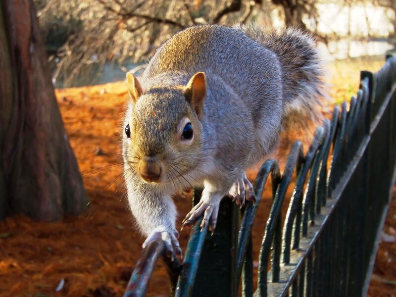 Gray Squirrel on Fence — Alert, Autumn