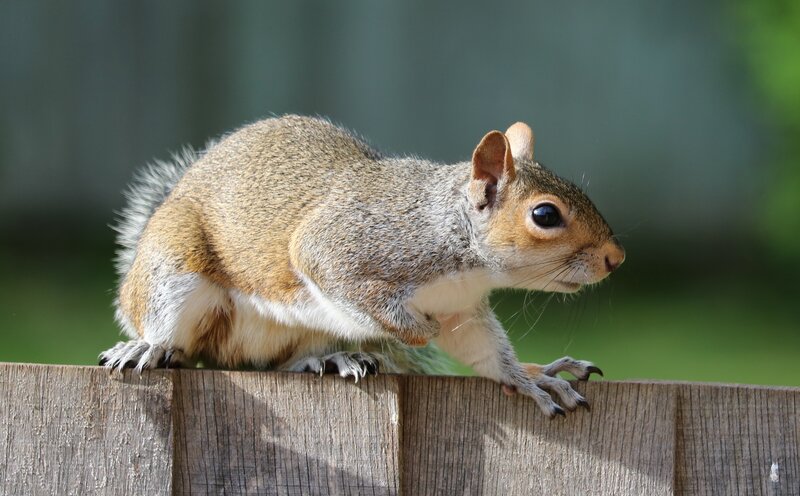Gray Squirrel on Fence — Brown, Alert