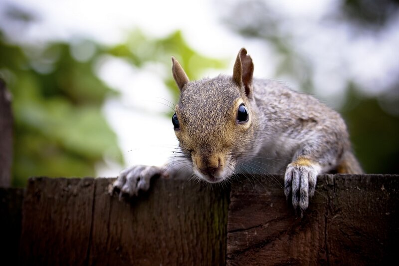 Gray Squirrel on Fence — Brown, Curious, Afternoon
