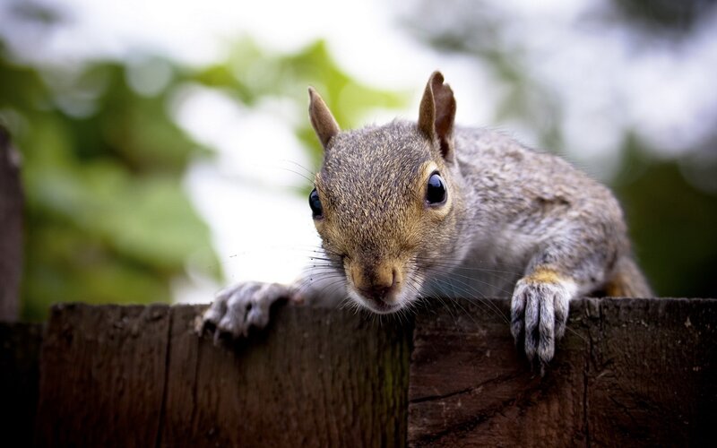 Gray Squirrel on Fence — Brown, Curious
