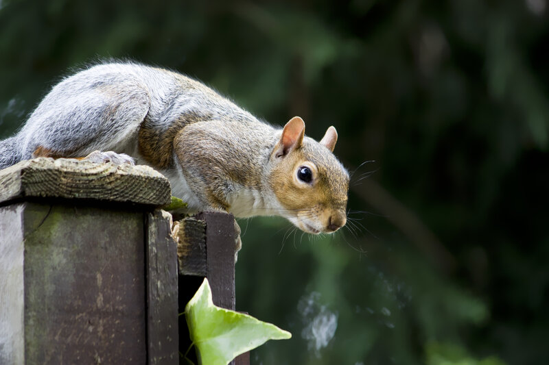 Gray Squirrel on Fence — Brown