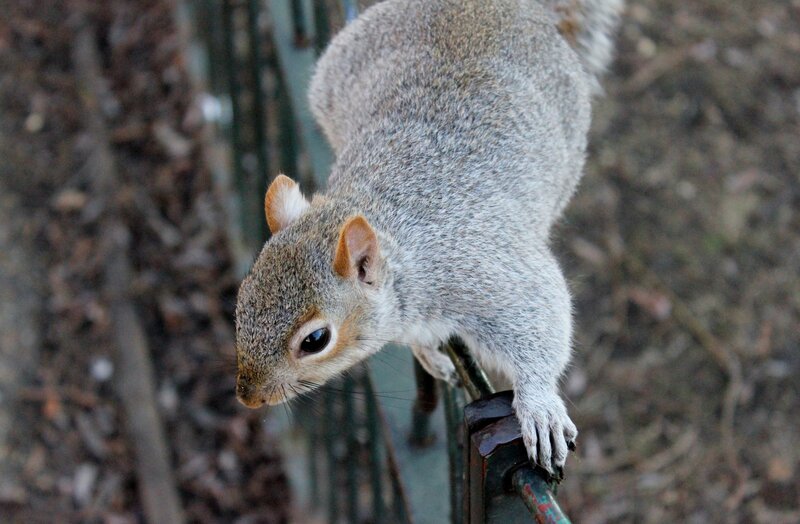 Gray Squirrel on Fence — Curious