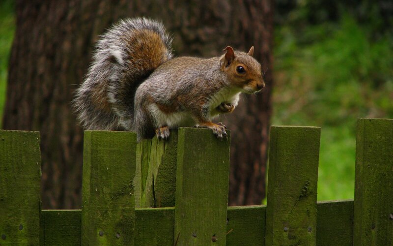 Gray Squirrel on Fence — Green, Natural