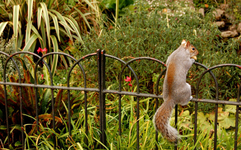 Gray Squirrel on Fence — Green