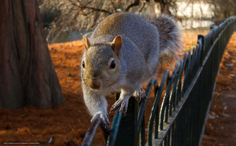 Gray Squirrel on Fence — Natural
