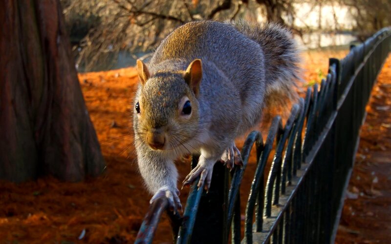 Gray Squirrel on Fence