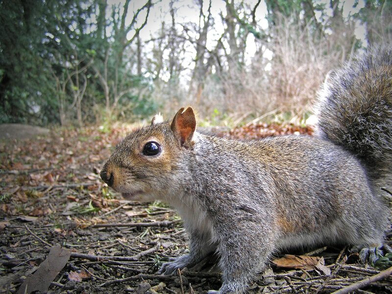 Gray Squirrel on Forest Floor — Brown