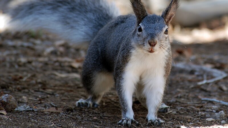 gray squirrel on forest floor