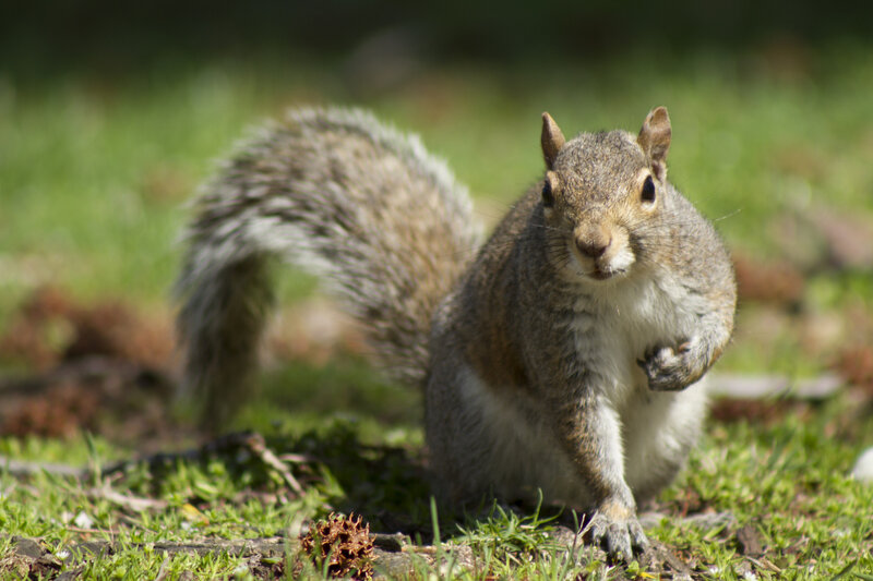 Gray Squirrel on Grass — Green, Alert