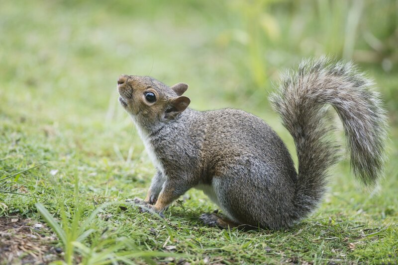Gray Squirrel on Grass — Green, Calm, Afternoon