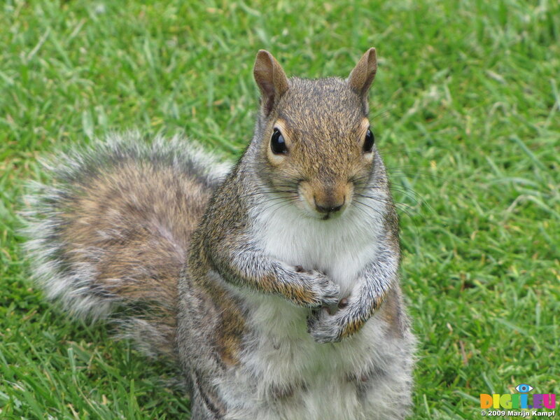 Gray Squirrel on Grass — Green