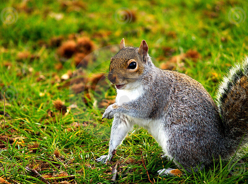 Gray Squirrel on Grass