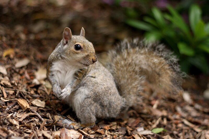 Gray Squirrel on Ground — Brown, Calm