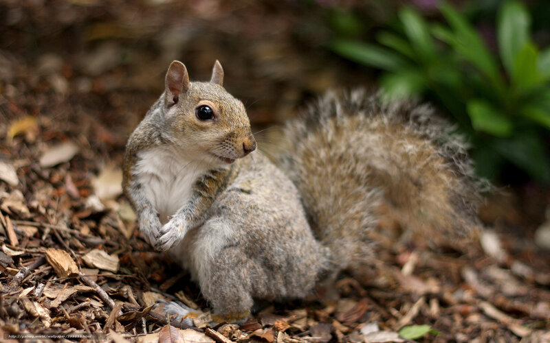 Gray Squirrel on Ground
