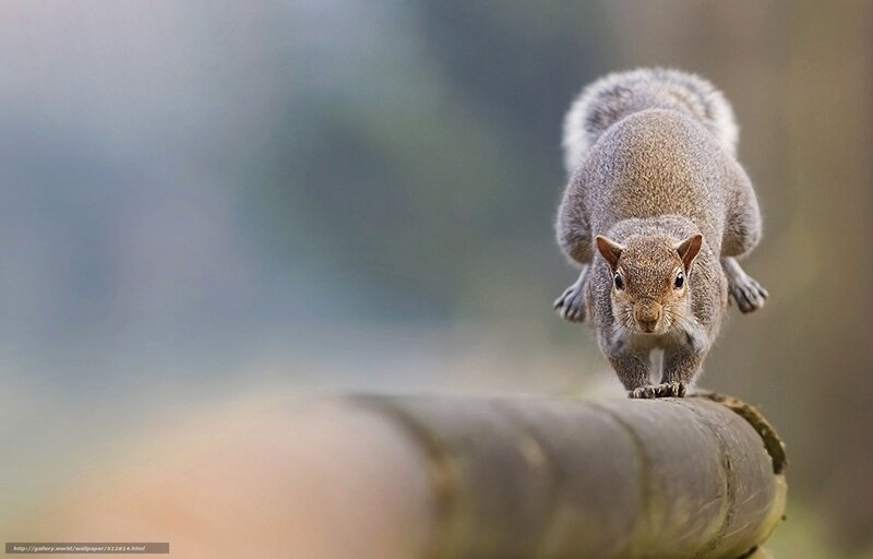 Gray Squirrel on Log — Alert