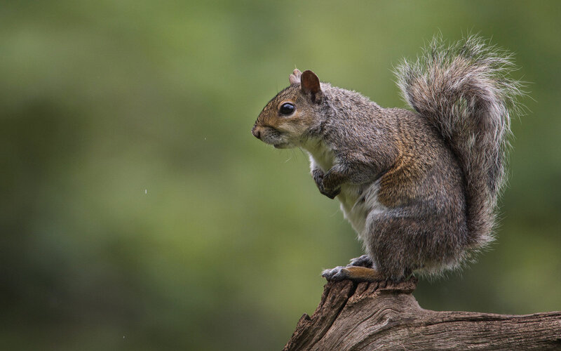 Gray Squirrel on Log — Brown, Alert