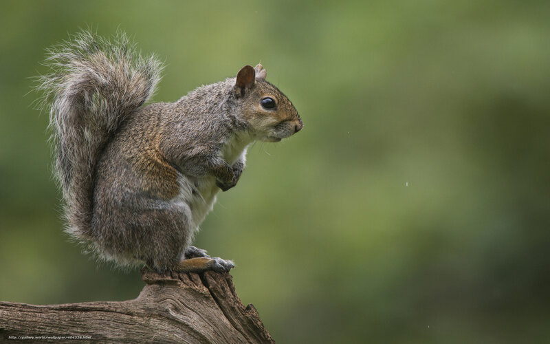 Gray Squirrel on Log — Brown, Calm, Afternoon, Photograph