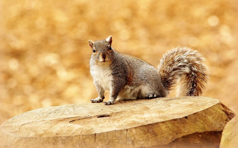 Gray Squirrel on Log — Brown, Calm, Afternoon