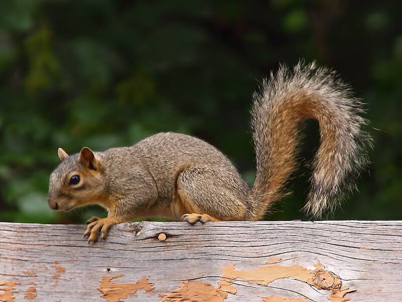 Gray Squirrel on Log — Brown, Calm