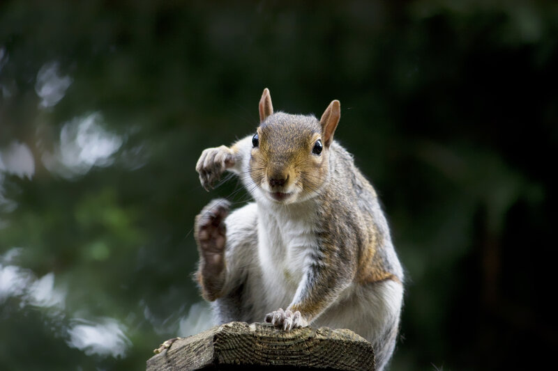 Gray Squirrel on Log — Brown