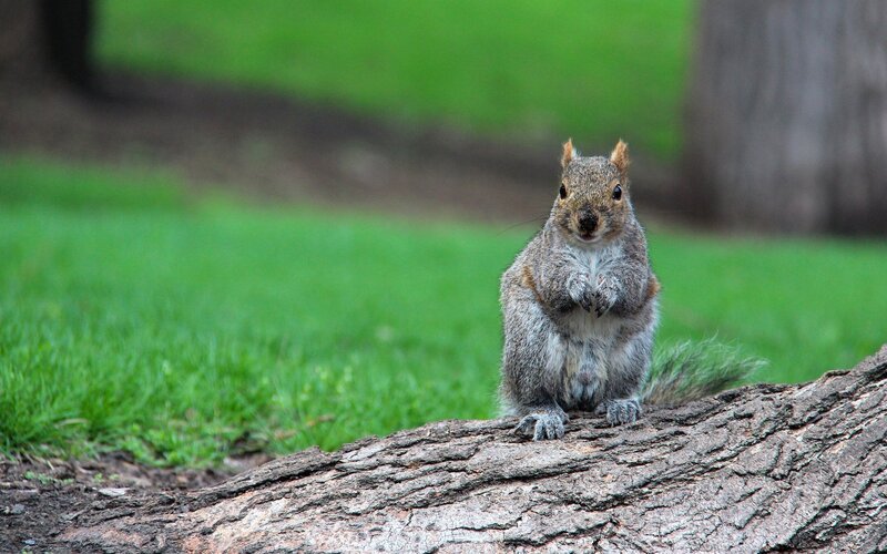 Gray Squirrel on Log — Green