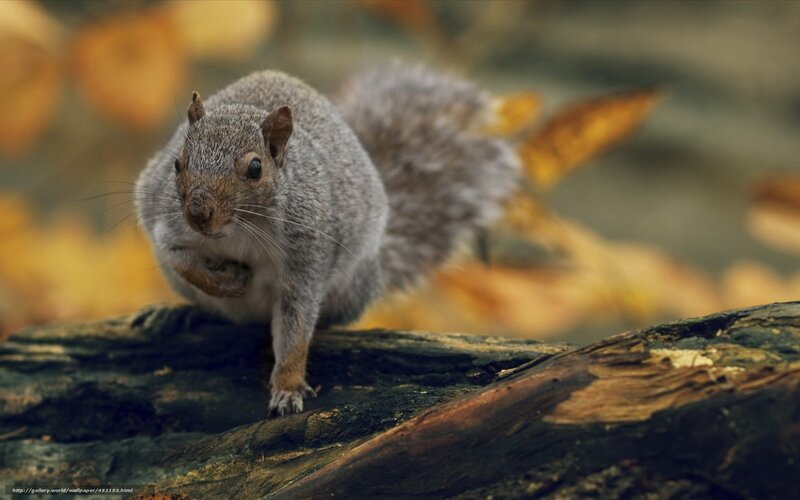 Gray Squirrel on Log — Natural