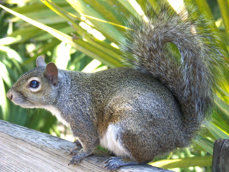 Gray Squirrel on Log