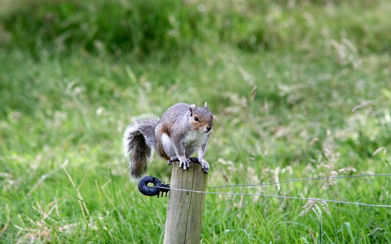 Gray Squirrel on Post — Green