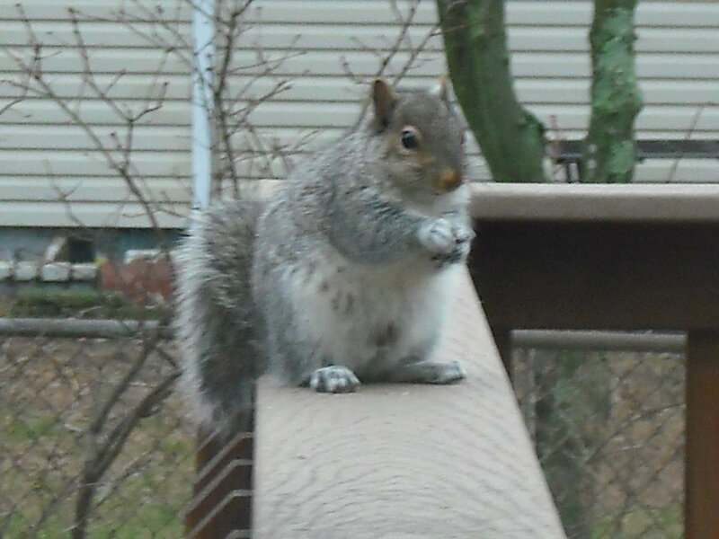 Gray Squirrel on Railing