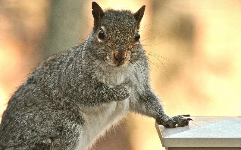 Gray Squirrel on Surface