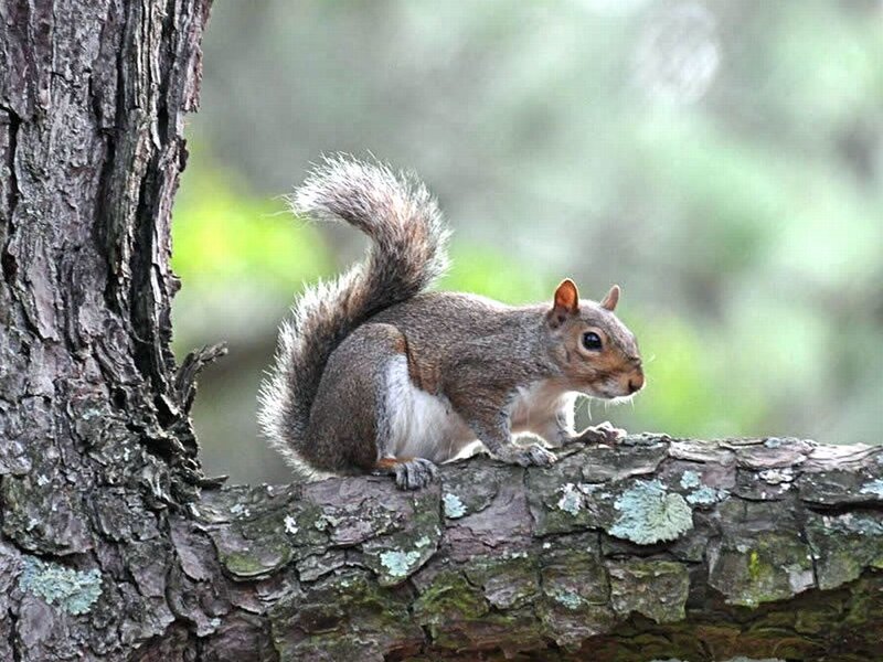Gray Squirrel on Tree Branch