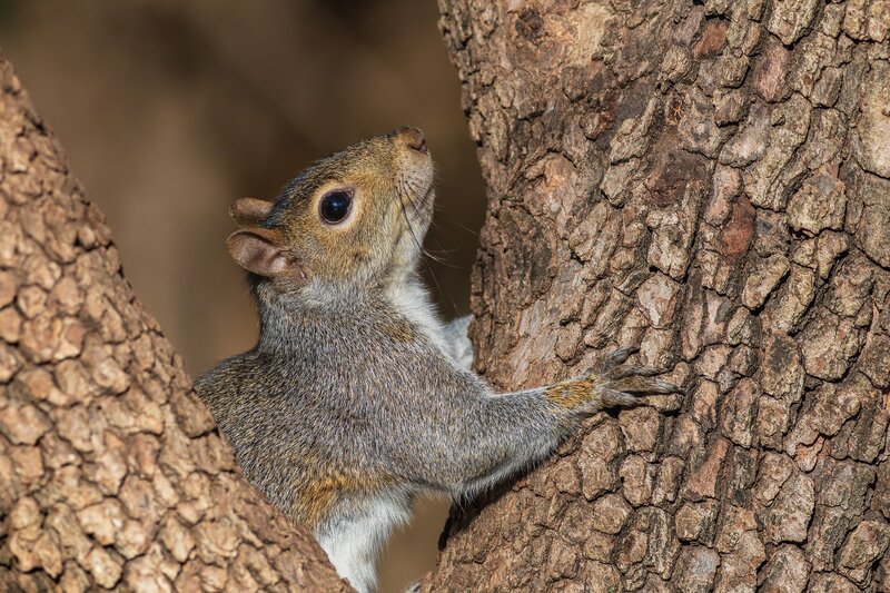 Gray Squirrel on Tree — Brown, Curious