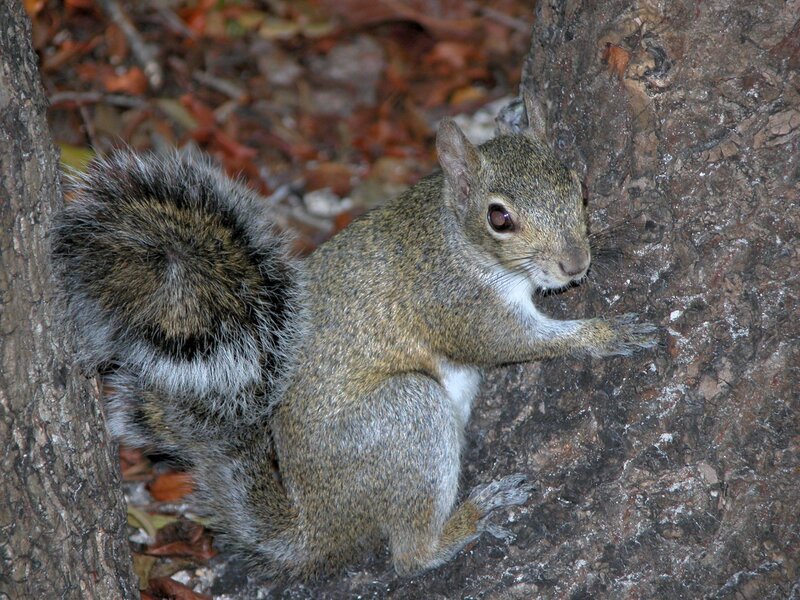 Gray Squirrel on Tree — Brown