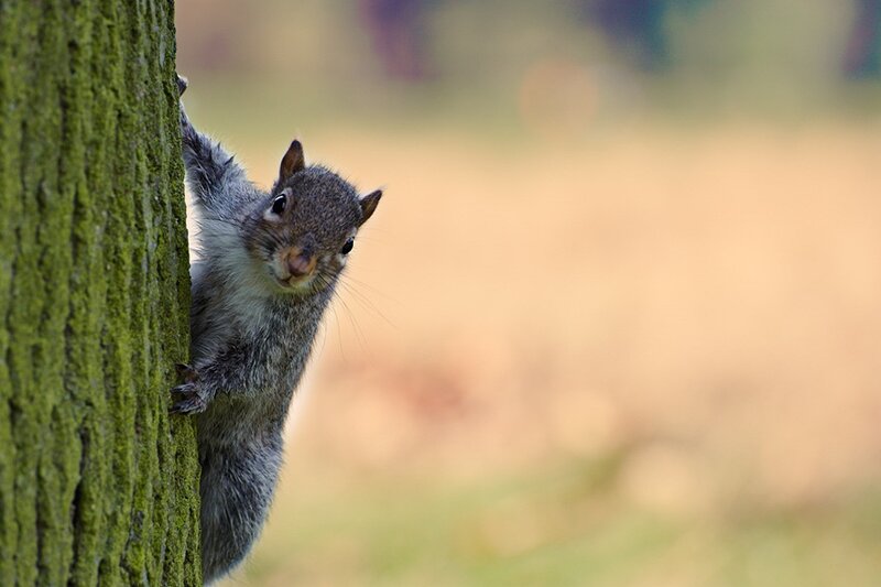 Gray Squirrel on Tree — Green
