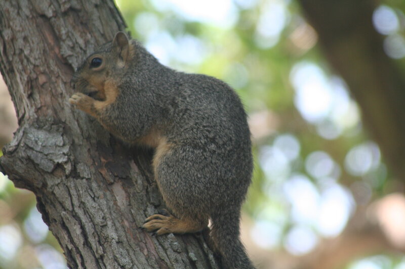 Gray Squirrel on Tree