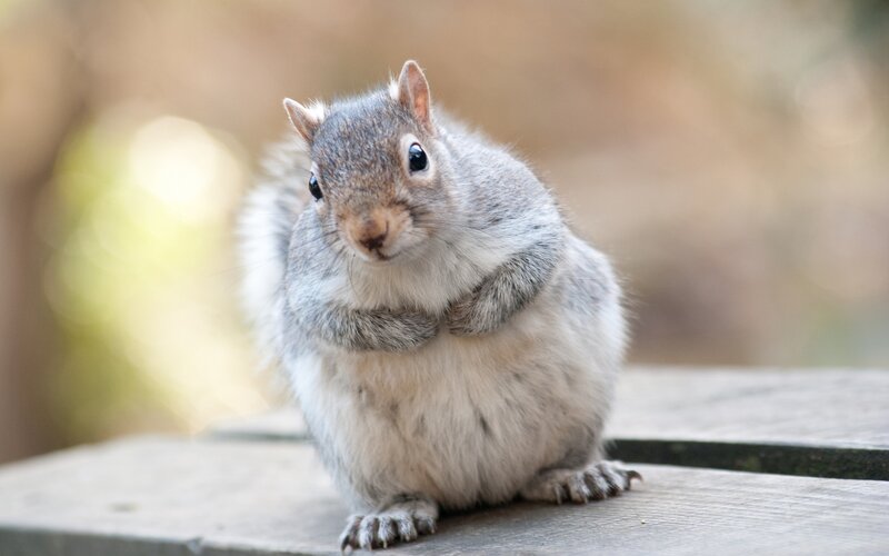 Gray Squirrel on Wood — Calm
