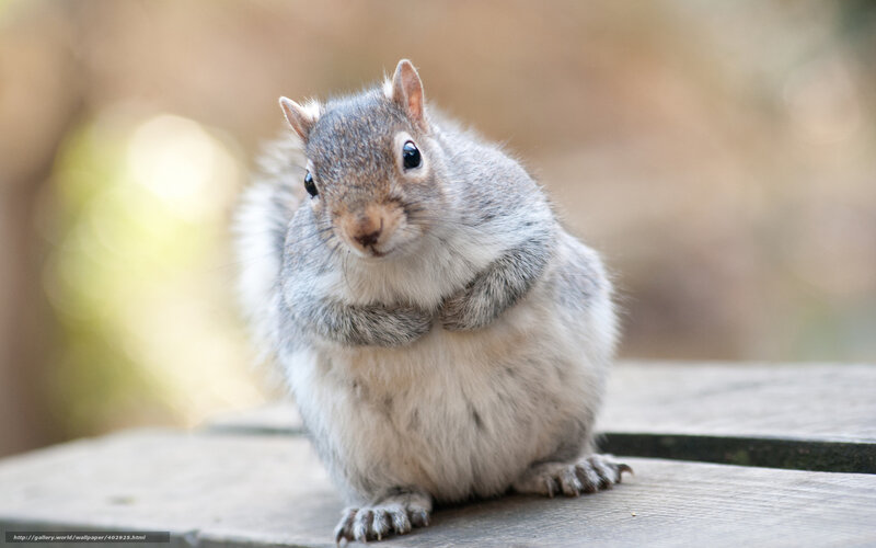 Gray Squirrel on Wood — Curious, Afternoon