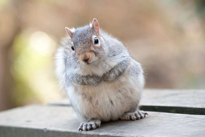 Gray Squirrel on Wood — Curious