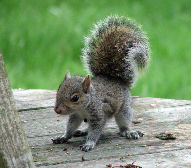 Gray Squirrel on Wood