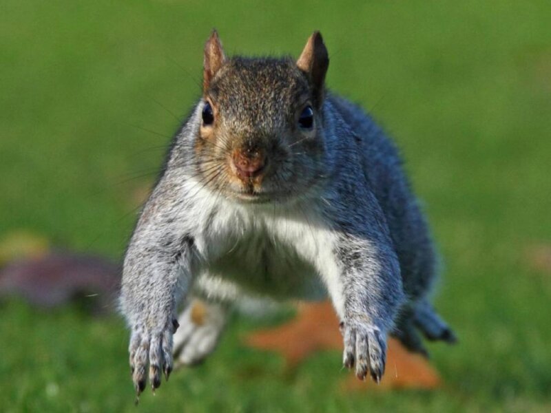 Gray Squirrel Running