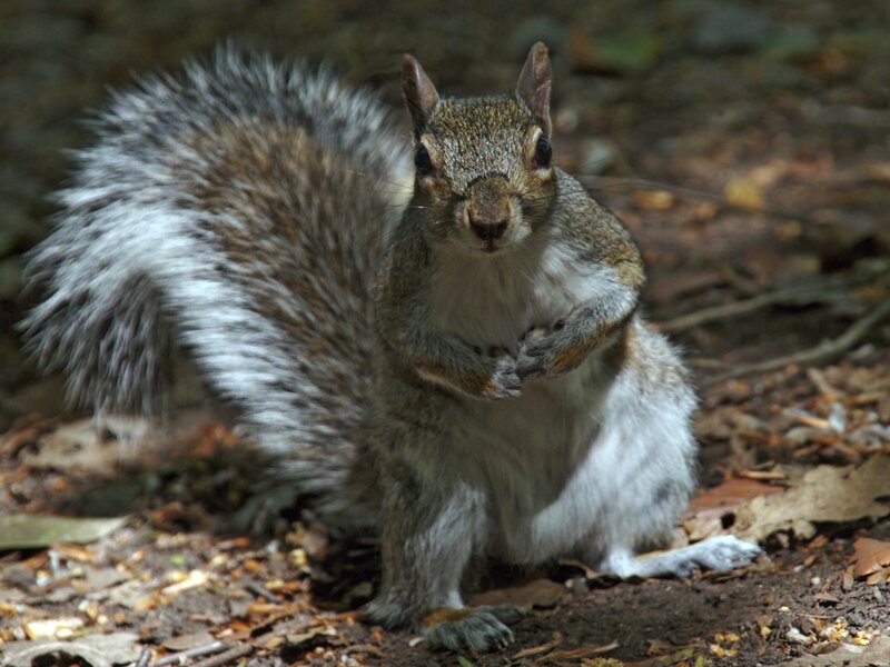 Gray Squirrel Standing — Brown, Alert