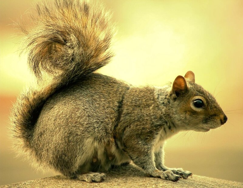 Gray Squirrel Standing — Brown