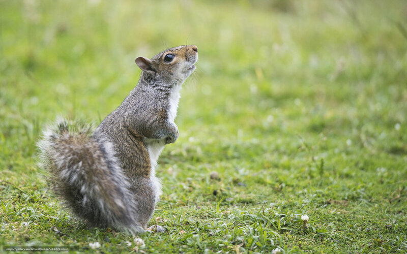 Gray Squirrel Standing — Green, Curious