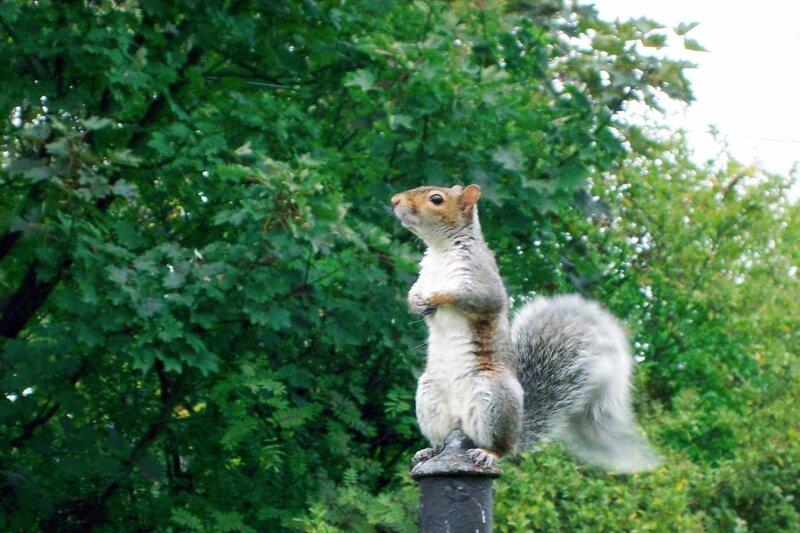 Gray Squirrel Standing