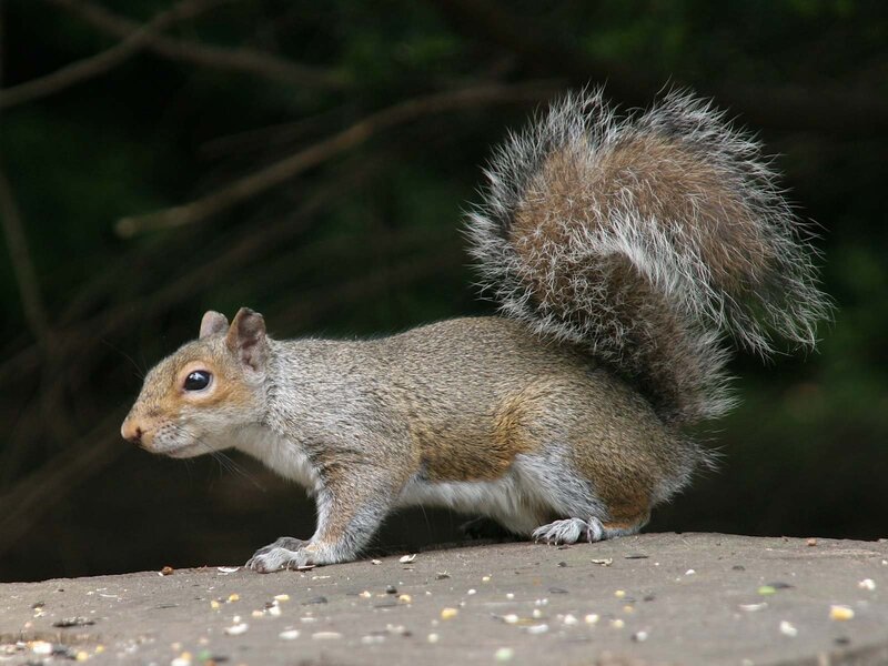 gray squirrel with bushy tail