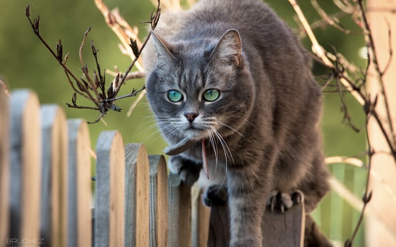 Gray Tabby Cat — Alert, Afternoon, Photograph, Fence, Branches