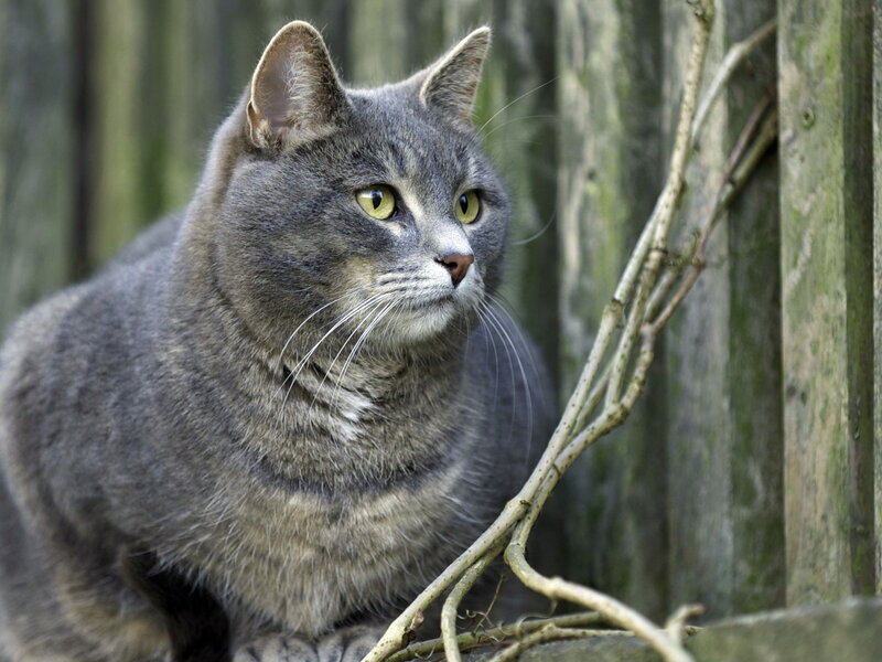 Gray Tabby Cat — Alert, Afternoon, Photograph, Fence