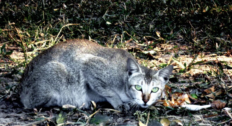 Gray Tabby Cat — Alert, Afternoon, Photograph
